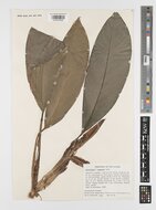 Epipremnum (Epipremnum papuanum)