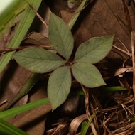 Aronstab (Amorphophallus atroviridis)