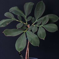 Aronstab (Amorphophallus atroviridis)