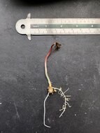 Aronstab (Amorphophallus atroviridis)