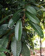 Griffiths Mango (Mangifera griffithii)