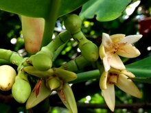 Gefleckte Mangrove (Rhizophora stylosa)