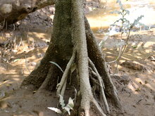 Orange Flussmangrove (Bruguiera sexangula)