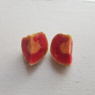 Gr&uuml;ner Tampang (Artocarpus dadah)