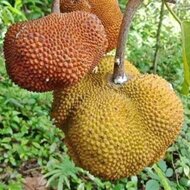 Utu (Parartocarpus venenosa)