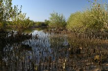 Graue Mangrove (Avicennia marina)