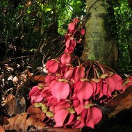 Mempisang (Goniothalamus ridleyi)