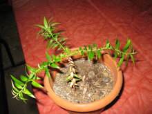 Bunya-Kiefer (Araucaria bidwillii)
