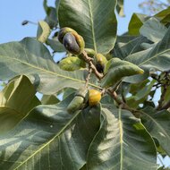Markierungsnuss (Semecarpus anacardium)