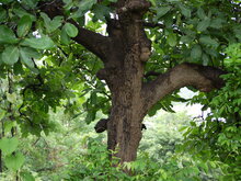 Markierungsnuss (Semecarpus anacardium)
