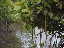 Asiatische Mangrove (Rhizophora mucronata)
