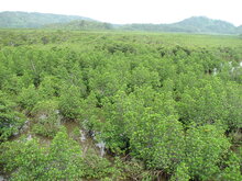 Asiatische Mangrove (Rhizophora mucronata)