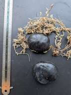 Rote Jadeblume (Mucuna novoguineensis)