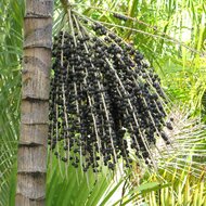 A&ccedil;a&iacute;-Palme (Euterpe oleracea)