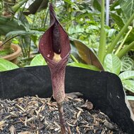 Aronstab (Amorphophallus manta)