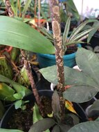 Aronstab (Amorphophallus manta)