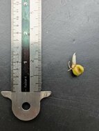 Aronstab (Amorphophallus manta)