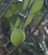 Borneo-Gummibaum (Willughbeia coriacea)