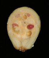 Borneo-Gummibaum (Willughbeia coriacea)