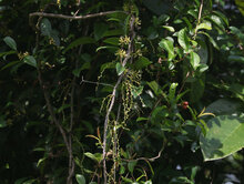 Borneo-Gummibaum (Willughbeia coriacea)