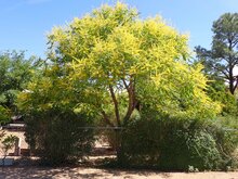 Blasenesche (Koelreuteria paniculata)