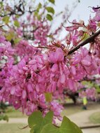 Judasbaum (Cercis siliquastrum)
