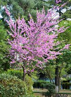 Judasbaum (Cercis siliquastrum)