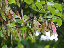 Judasbaum (Cercis siliquastrum)