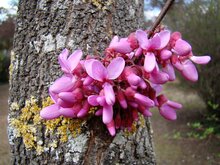 Judasbaum (Cercis siliquastrum)