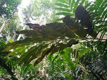 Rote Ingwerbl&uuml;te (Etlingera coccinea)