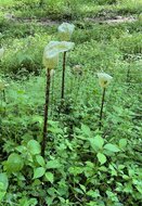 Aronstab (Amorphophallus yunnanensis)