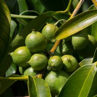 Baniti (Garcinia dulcis)