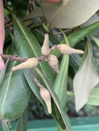 Wei&szlig;e Mangrove (Avicennia alba)