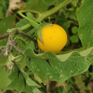 Wilde Aubergine (Solanum melongena ssp. cumingii)