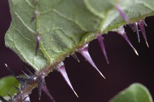 Wilde Aubergine (Solanum melongena ssp. cumingii)