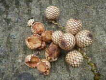 Drachenblut-Rattan (Calamus draco)