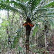 Palmenfarn (Cycas scratchleyana)