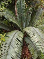 Palmenfarn (Cycas scratchleyana)