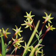 Gr&uuml;n freesia (Freesia viridis ssp. viridis)