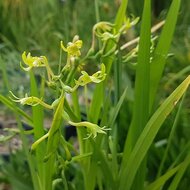 Gr&uuml;n freesia (Freesia viridis ssp. viridis)