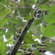 Benzoe-Baum (Styrax benzoin)