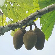 Chupa-Chupa (Matisia cordata)