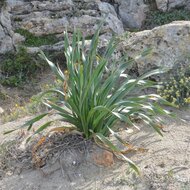 D&uuml;nen-Trichternarzisse (Pancratium maritimum)