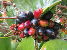 Aetanthus (Aetanthus nodosus)