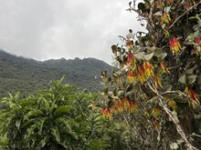 Aetanthus (Aetanthus nodosus)