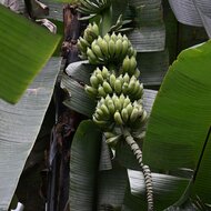 Cheesman-Banane (Musa cheesmanii)