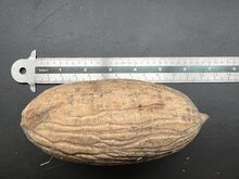 Borneanisches Eisenholz (Eusideroxylon zwageri)