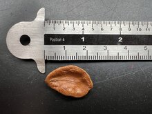 Goldtrompete (Allamanda cathartica)