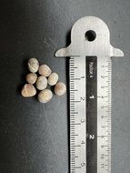 Sansevieria (Dracaena hyacinthoides)