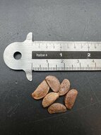 Amerikanische Persimone (Diospyros virginiana)